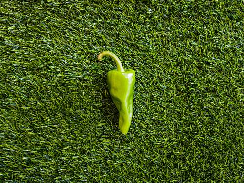 green green bell pepper on green grass grass
