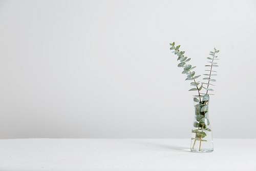 vase green fern plant inside clear glass vase jar