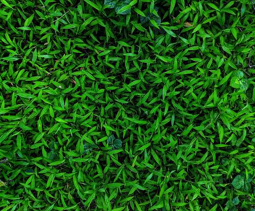 green green leaf plant grass