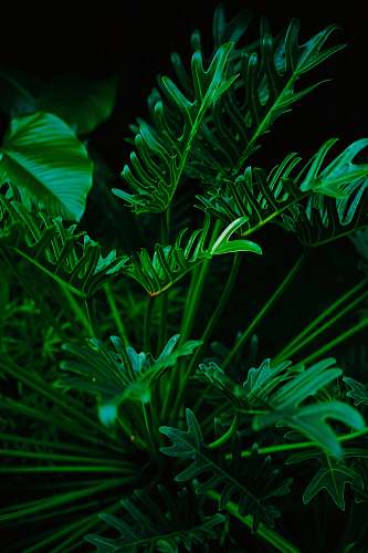 green green-leafed plant vegetation
