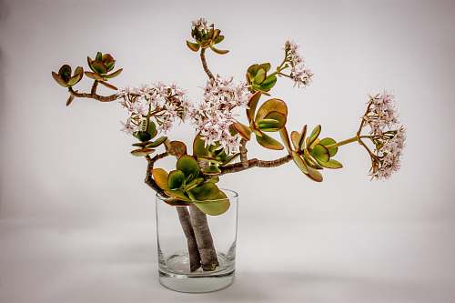 vase green plant jar