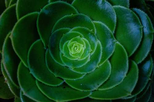 green green plants rose