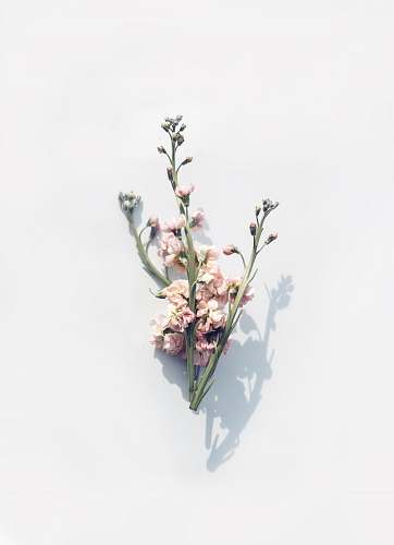 plant pink flower on white surface flower