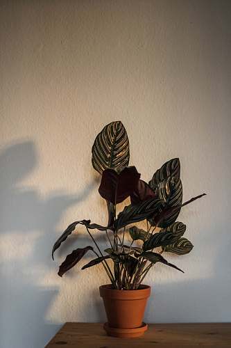 jar green-leafed plant flower arrangement
