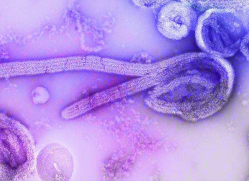 germ blue and white floral textile filoviridae