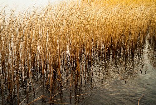 brown plant on body of water
