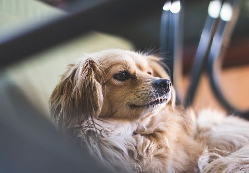 close-up photograph of brown and white adult King Charles cavalier spaniel