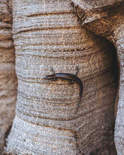 brisbane salamander on rock australia