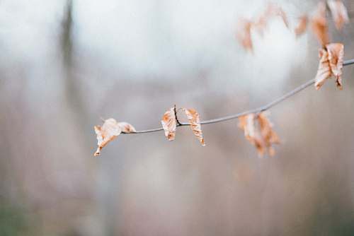 bird selective focus photography of orange-white leafed plant autumn