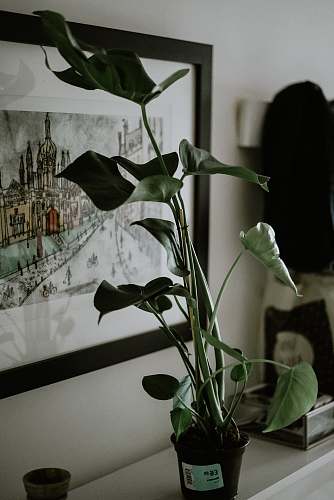 plant green leafed plant near painting blossom