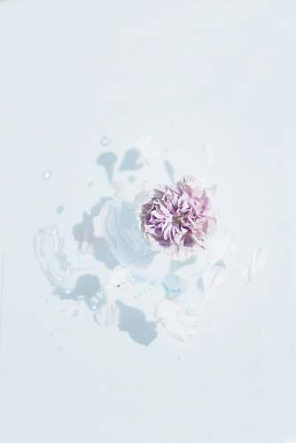 graphics purple flower pattern