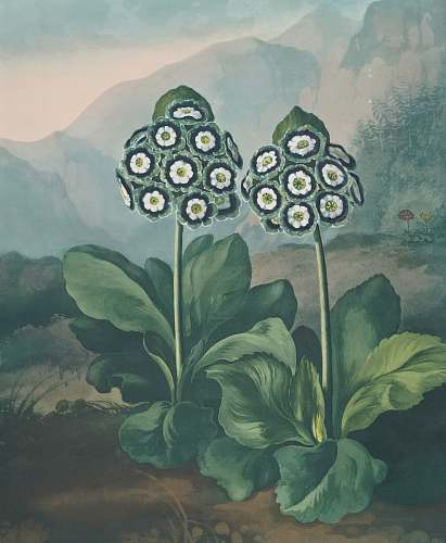 painting white and green petaled flower painting plant