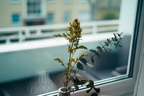 flower yellow petaled flower blossom