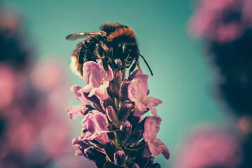 pollen brown bee on purple flower in bokeh photography flora