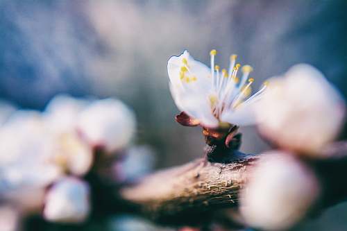 plant selective focus photo of cherry blossoms pollen
