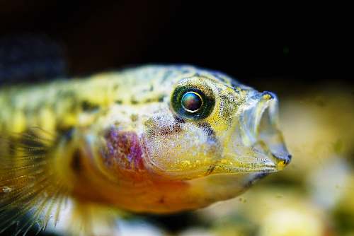 animal closeup photo of yellow and black fish eye