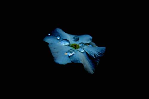 nature blue flower with water drops plant
