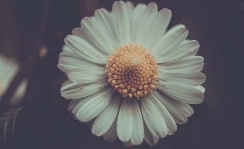 blossom close up photo of white daisy flower daisy
