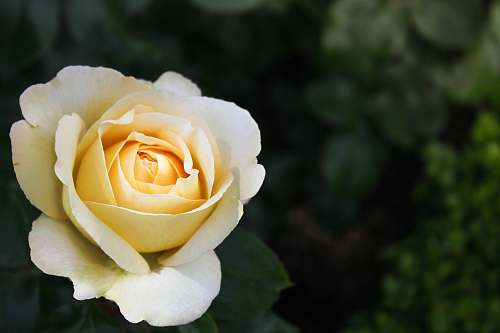 plant close-up photo of yellow petaled flower rose