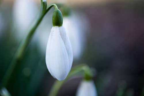 plant close view of unbloom white petaled flower blossom