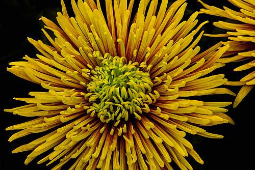 petal focus photo of yellow cluster flower yellow