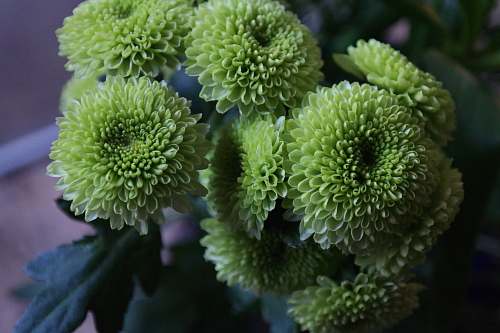 plant green petaled flowers photography green