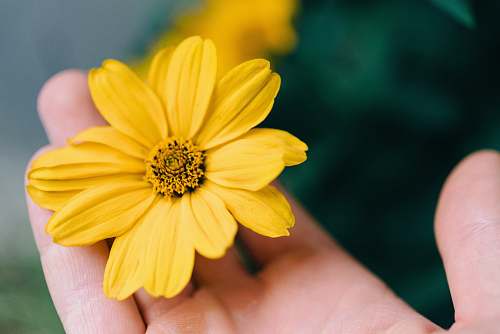 plant person holding yellow daisy flower pollen