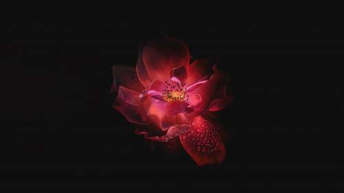 red pink and red flower illustration plant