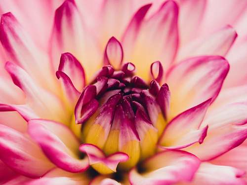 plant pink flower dahlia