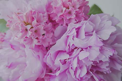 blossom pink petal flowers flora