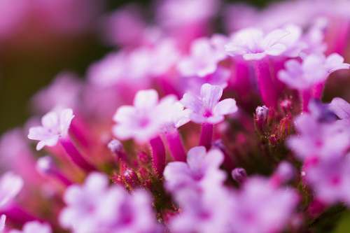 blossom pink-petaled flowers plant
