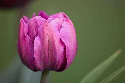 tulip purple flowers with green leaves british columbia