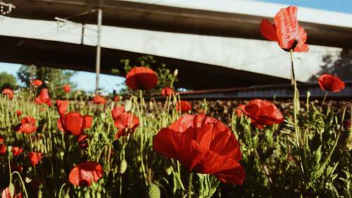 plant red flowers poppy
