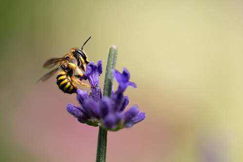 bee selective focus photography of bee on purple petaled flower flora