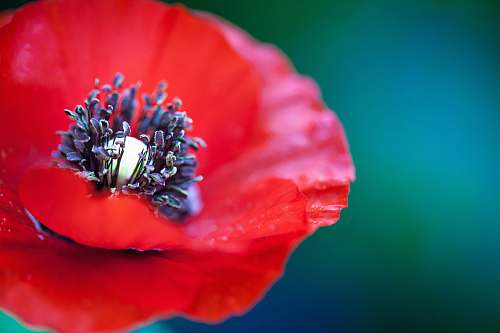 poppy selective focus photography of red petaled flower blossom
