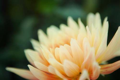 plant selective focus photography of white and yellow petaled flower blossom