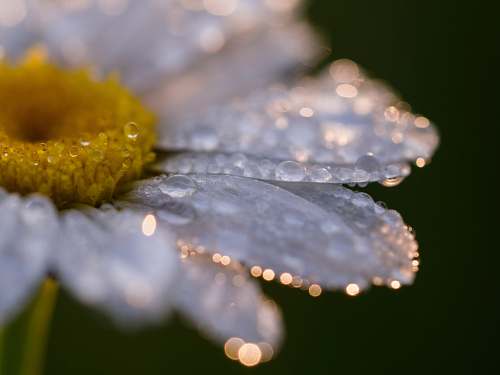 daisy selective focus photography of white daisy flower nature