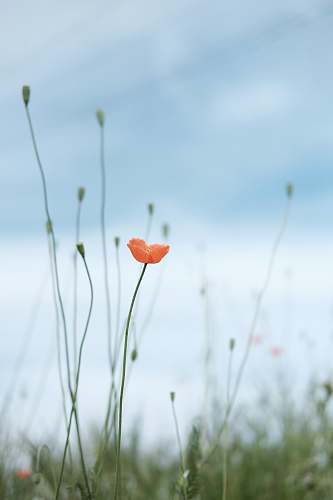 blossom selective photo of petaled flower plant