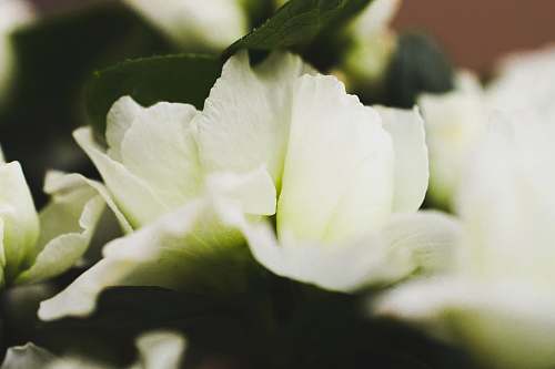 blossom shallow focus photo of white flowers geranium
