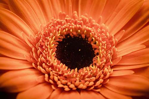 blossom shallow focus photography of orange petal flowers orange
