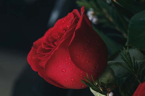 rose shallow focus photography of red rose with water droplets brown