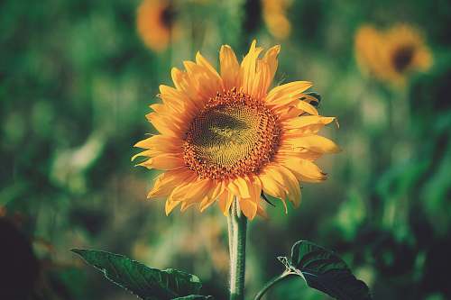 sunflower shallow focus photography of sunflower blossom