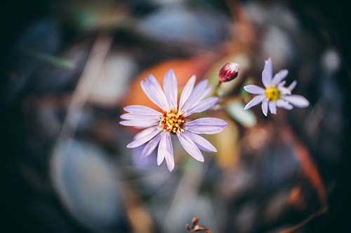 blossom shallow focus photography of white daisies daisies