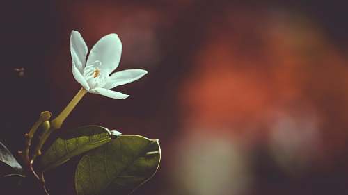 flora shallow focus photography of white flower blossom