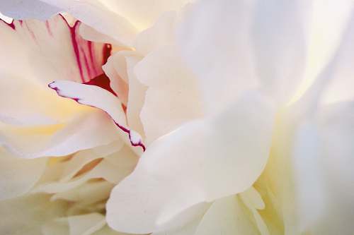 blossom white and pink flower peony