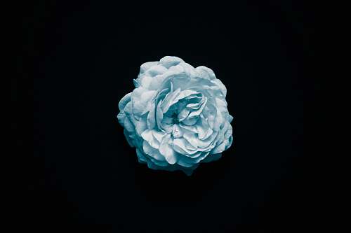 blue white flower black