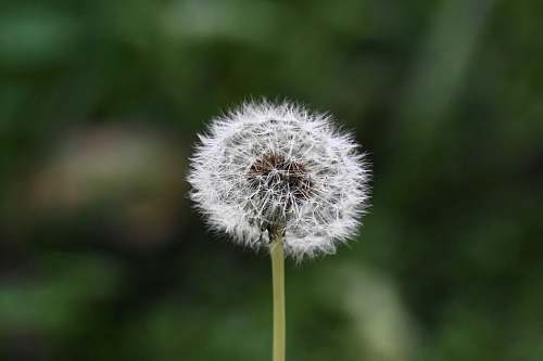 plant white flower dandelion