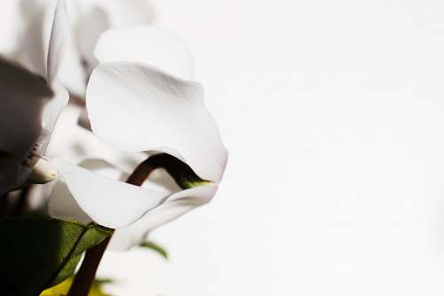 plant white-petaled flowers blossom