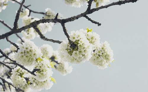 blossom yellow petaled flower tree flora
