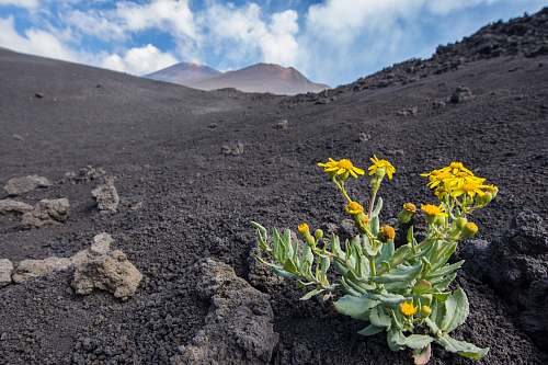italy yellow petaled flowers on black sand mountain